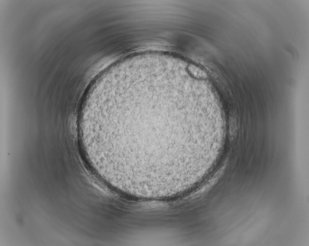 X0000110681113200907241038