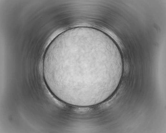 X0000110681290200907241036