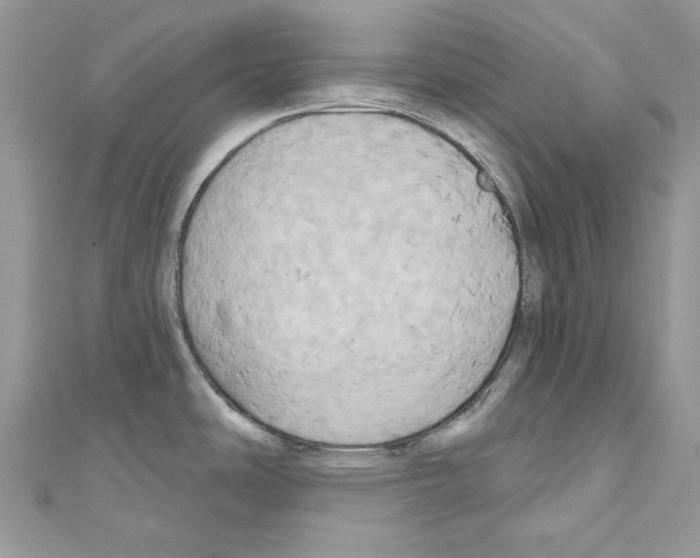 X0000110681486200907241033