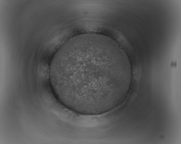 X0000110690029200906261354