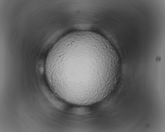 X0000110690069200906261354