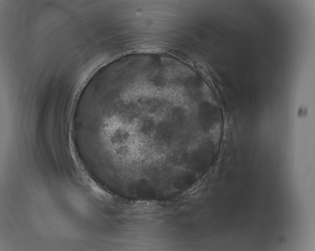 X0000110690145200906261352