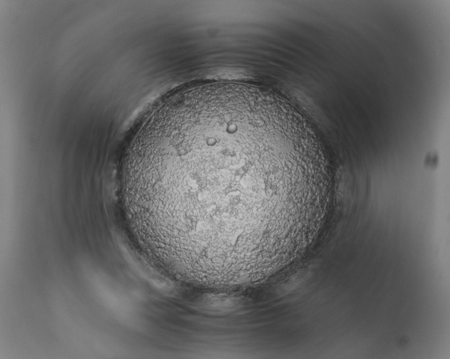 X0000110690351200906261349