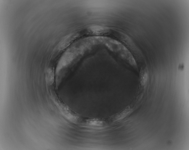 X0000110690471200906261348