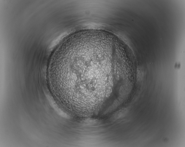 X0000110690581200906261346