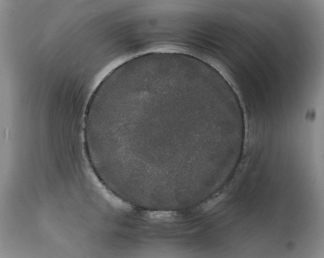 X0000110690853200906261342