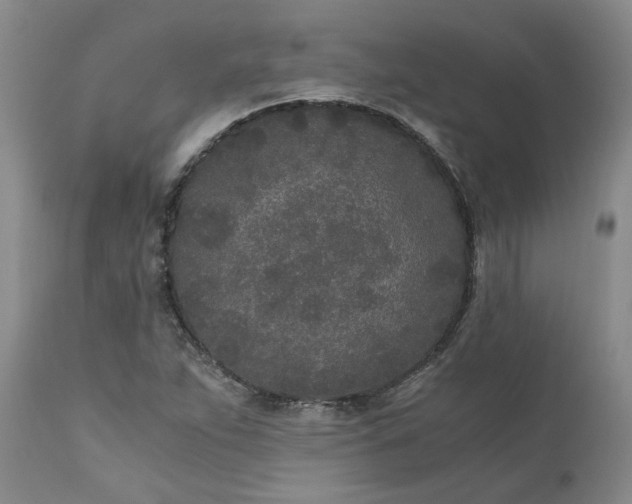 X0000110691263200906261336