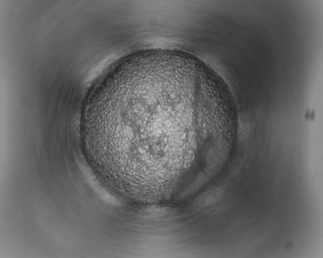 X0000110690581200907021936