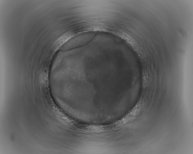 X0000110690977200907101145