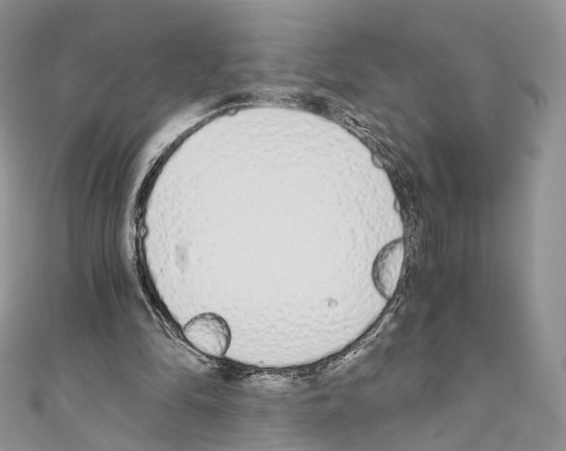 X0000110690294200907241110