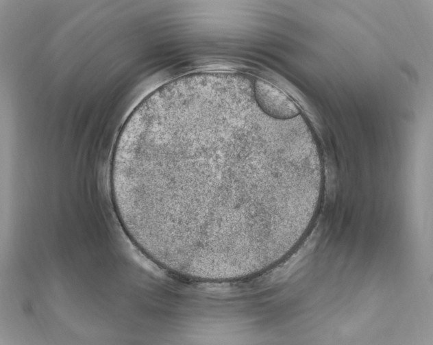 X0000110691194200907241057