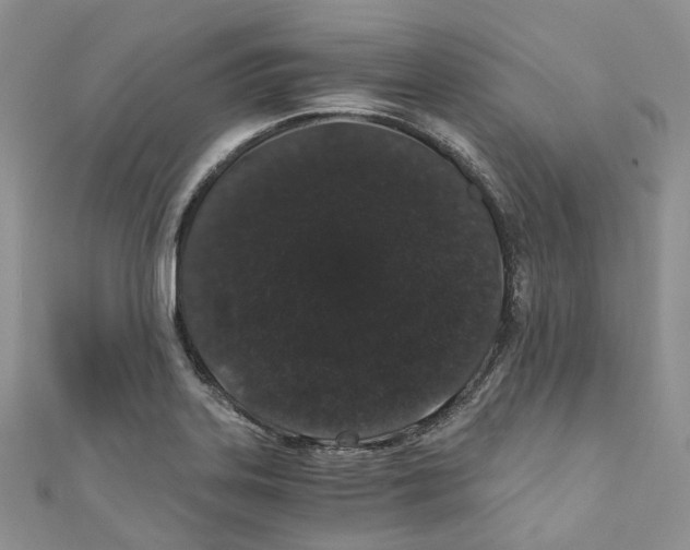 X0000110691323200907241055