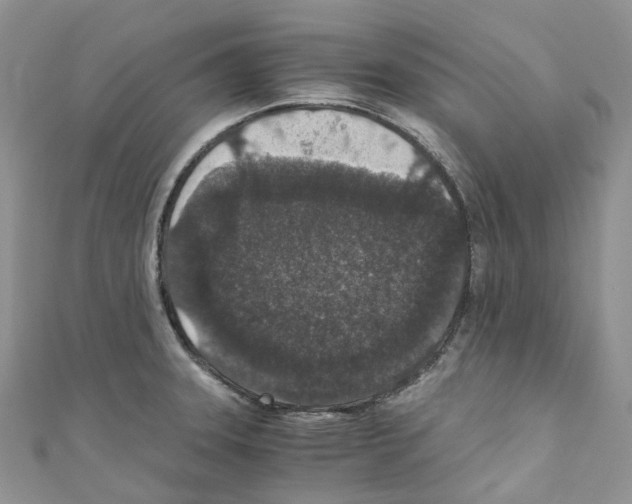 X0000110691331200907241056