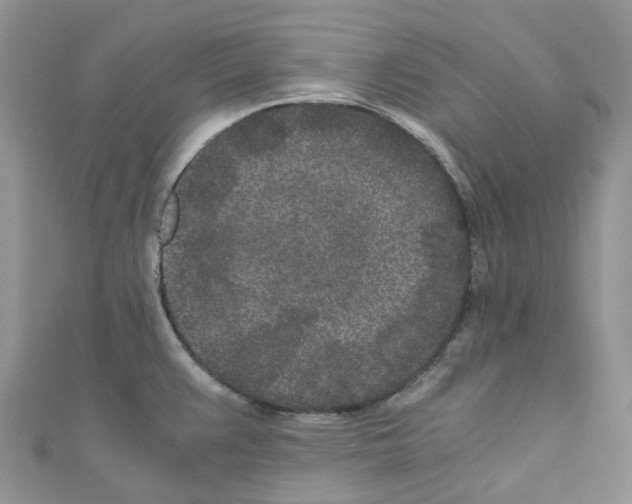 X0000110691383200907241055