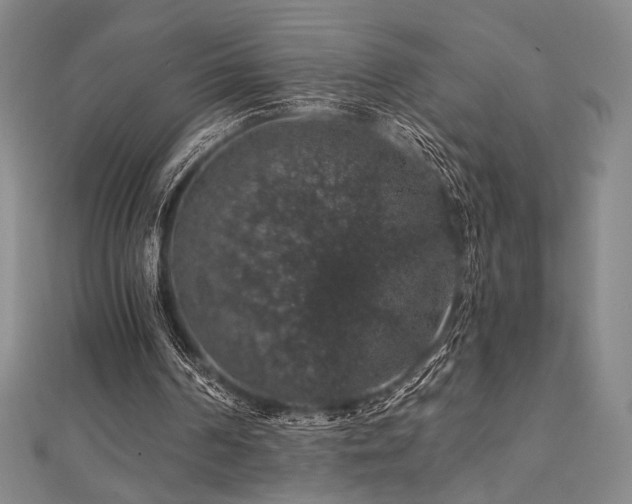 X0000110700194200906121341