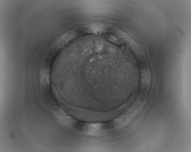 X0000110700313200906121339