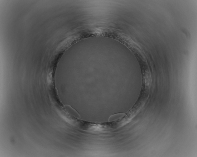 X0000110700611200906121335