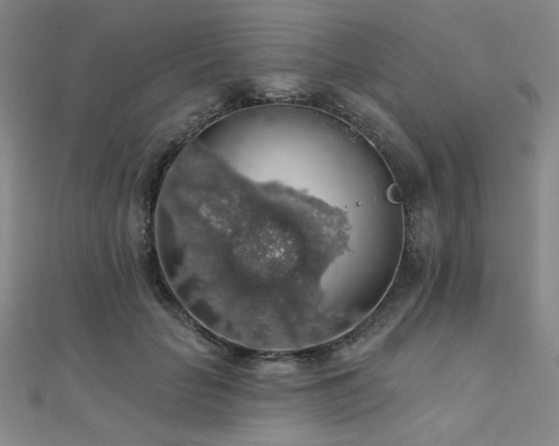 X0000110700653200906121335