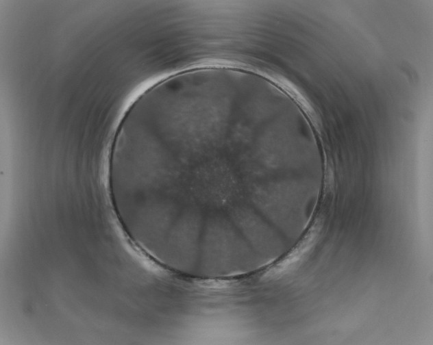 X0000110700862200906121332