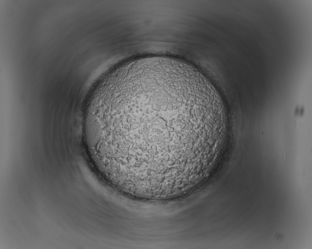 X0000110700016200906261419