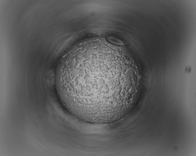 X0000110700036200906261418