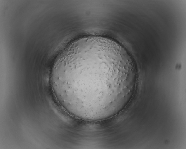 X0000110700065200906261417