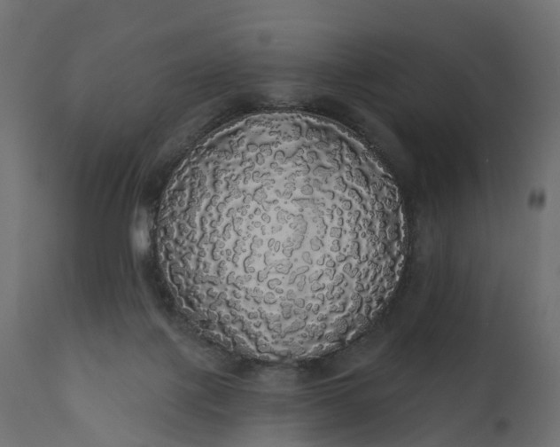 X0000110700075200906261418