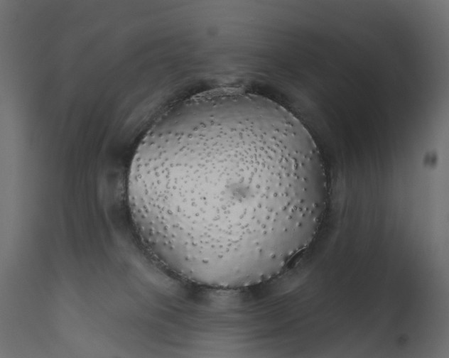 X0000110700085200906261418