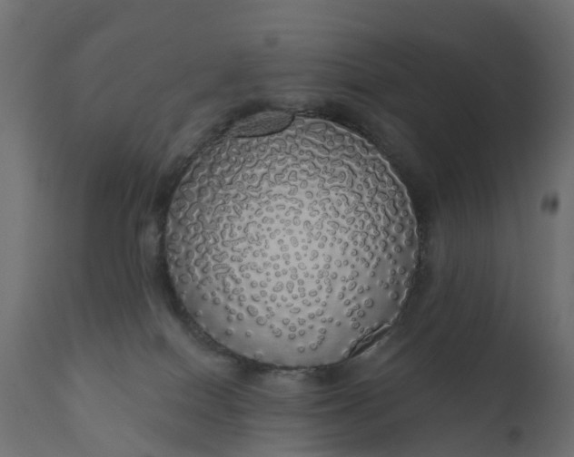 X0000110700086200906261418