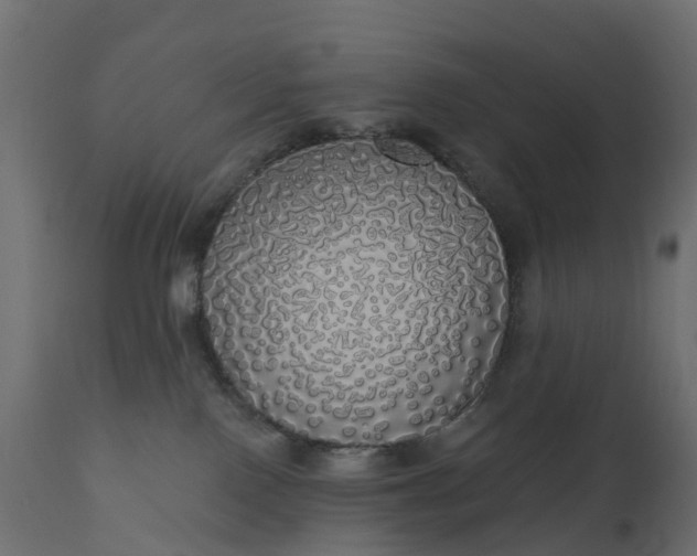 X0000110700090200906261418