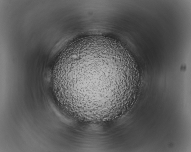 X0000110700166200906261416