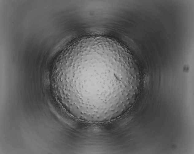 X0000110700254200906261414