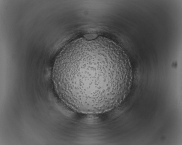 X0000110700278200906261415