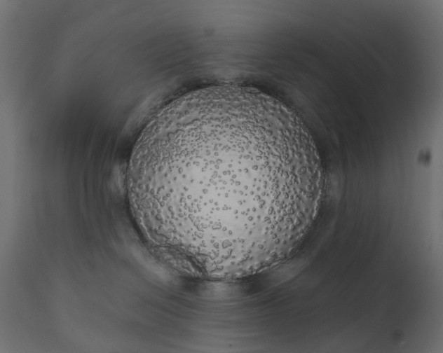 X0000110700286200906261415