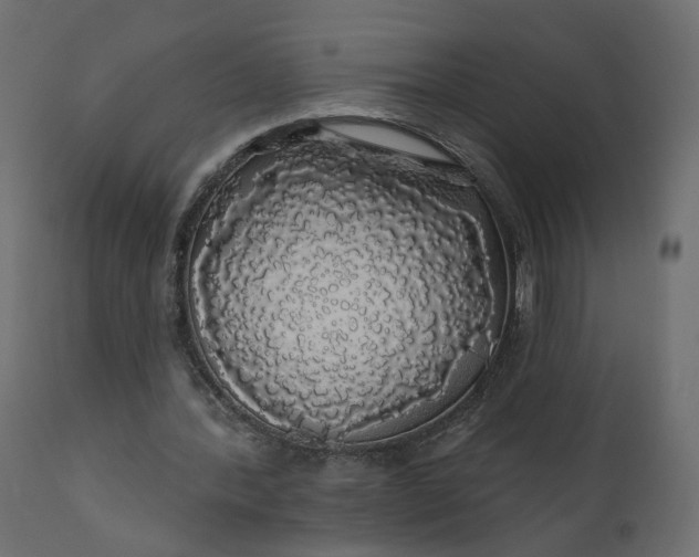 X0000110700388200906261413