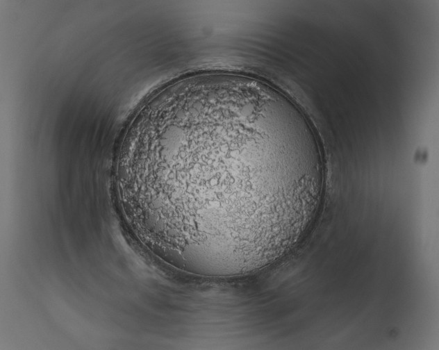 X0000110700434200906261411