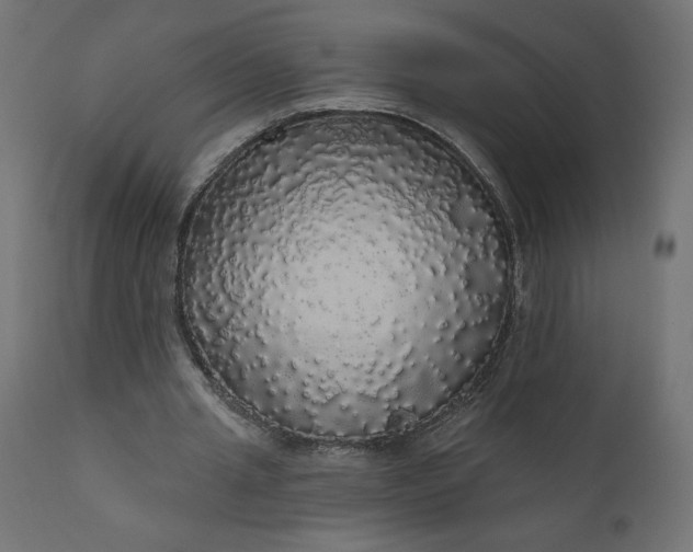 X0000110700437200906261411