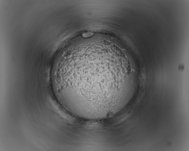 X0000110700454200906261412