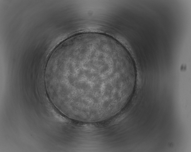 X0000110700481200906261411