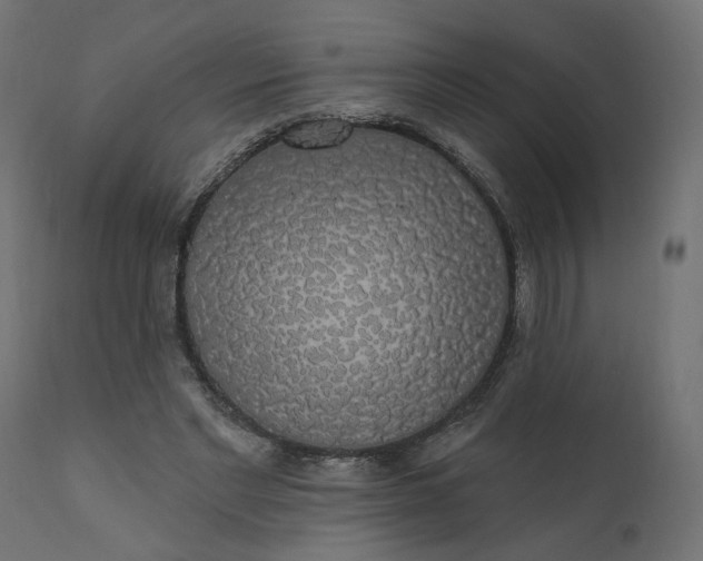 X0000110700493200906261411