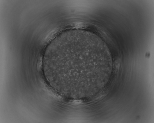 X0000110700554200906261410