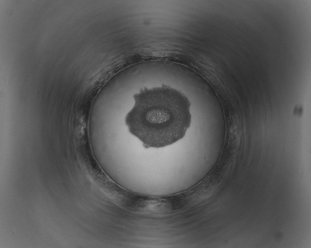 X0000110700555200906261410