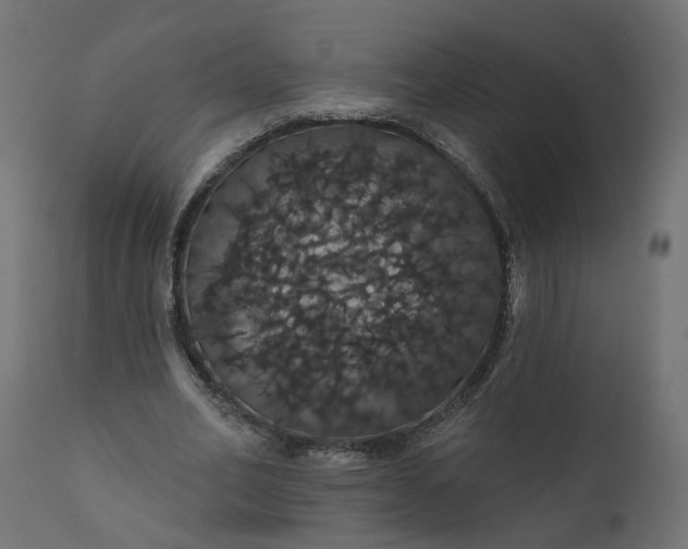 X0000110700582200906261410