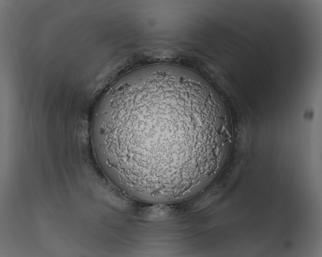 X0000110700612200906261409