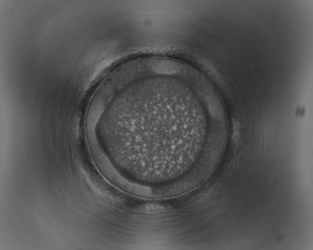 X0000110700636200906261408