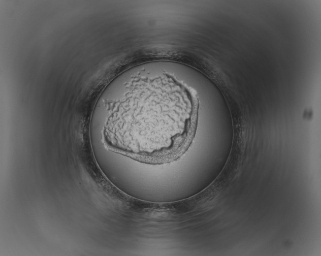 X0000110700643200906261409