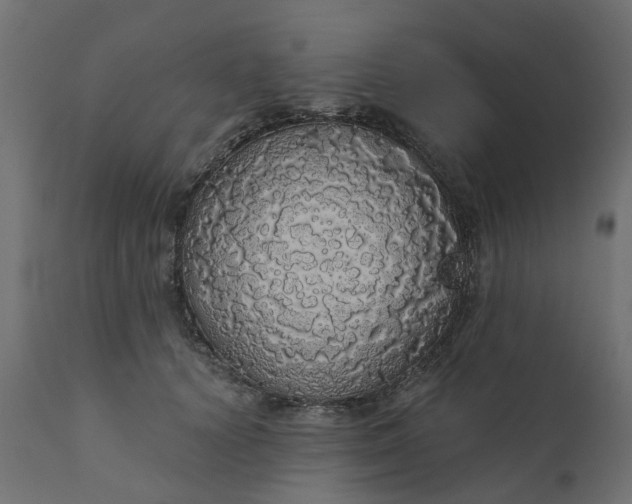 X0000110700656200906261409