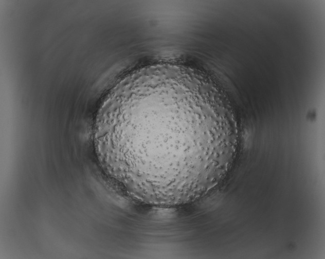 X0000110700665200906261409