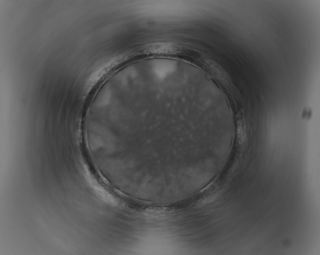 X0000110700725200906261407