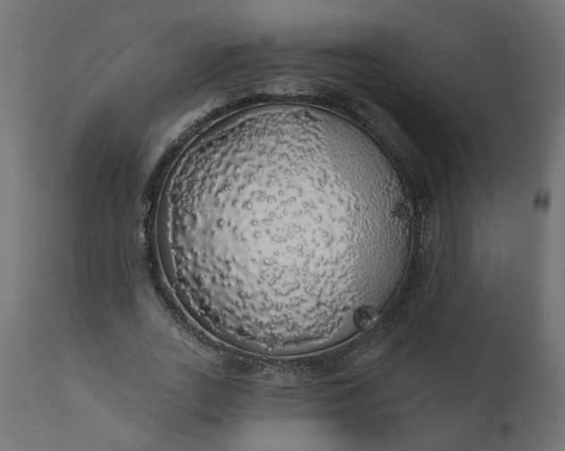 X0000110700727200906261407